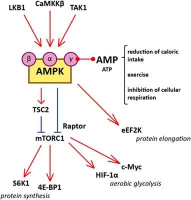 Shared pathobiology identifies AMPK as a therapeutic target for obesity and autosomal dominant polycystic kidney disease